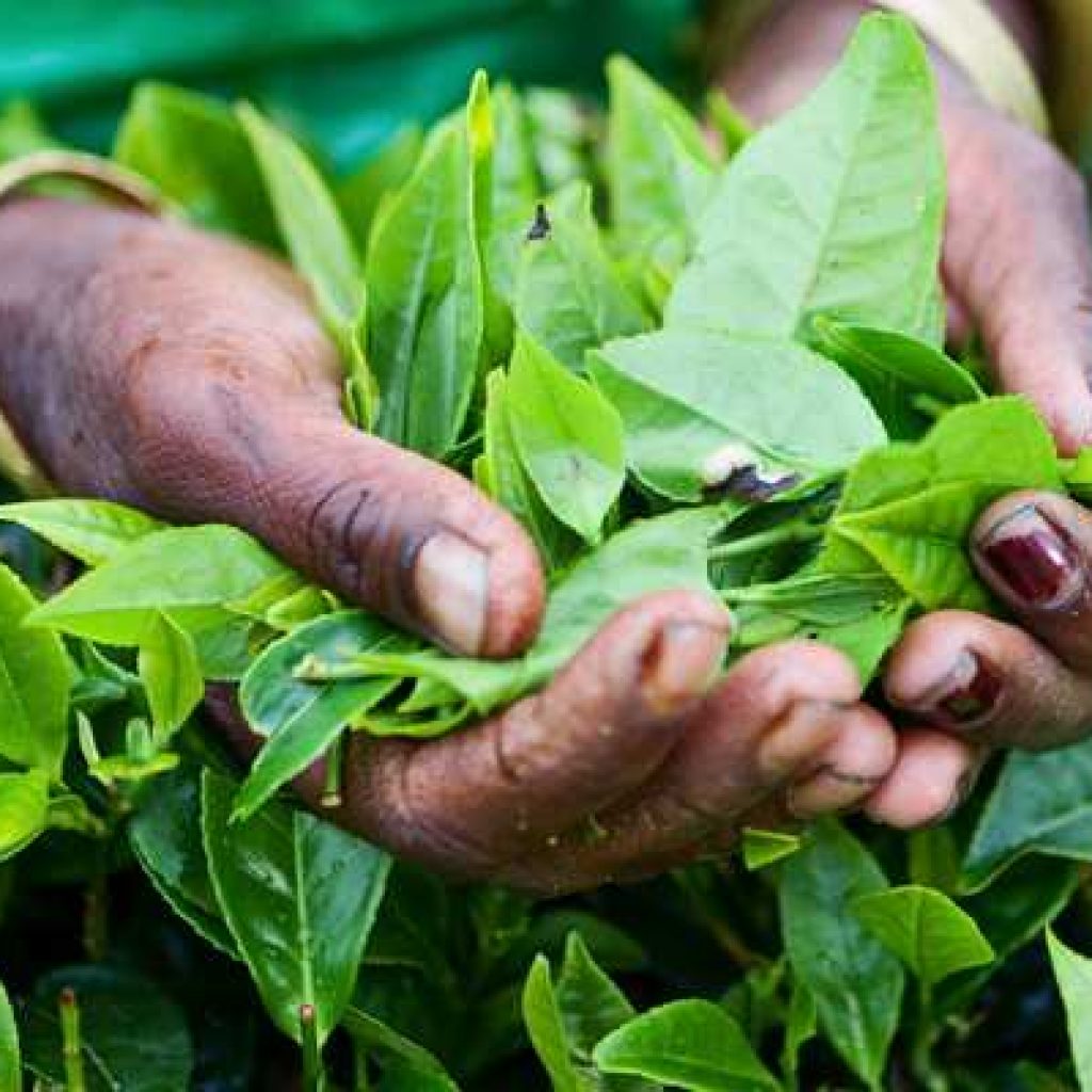 NUWARA ELIYA