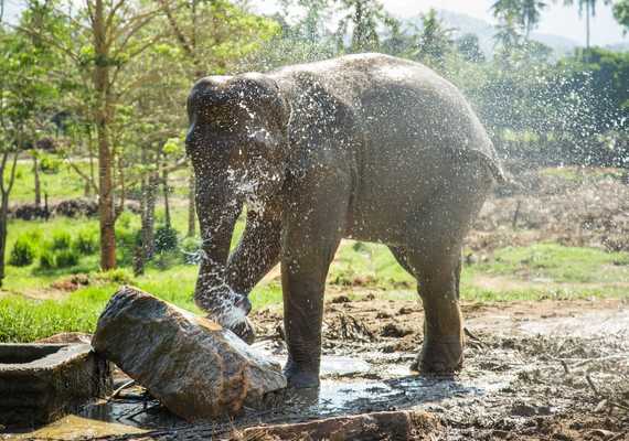 Day 2: Game drives close to Giritale to view elephants 