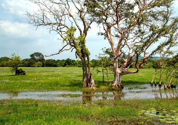 UDAWALAWA NATIONAL PARK